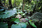 亚马逊原始森林 的图像结果