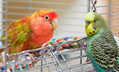 点击来源直接获取大图文件 |虎皮鹦鹉和爱情鸟鹦鹉