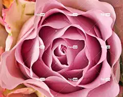 玫瑰 玫瑰花 美丽的花朵 感情 鲜花 爱浪漫 自然 花壁纸