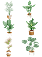 植物盆栽png