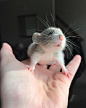 Pinterest