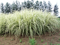 1.‘花叶’芒(Miscanthus sinensis 'Variegatus')