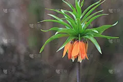 桔色的王妃花，细茎