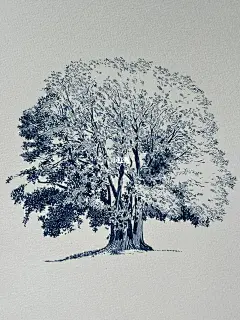 野外大树的简单画法对照