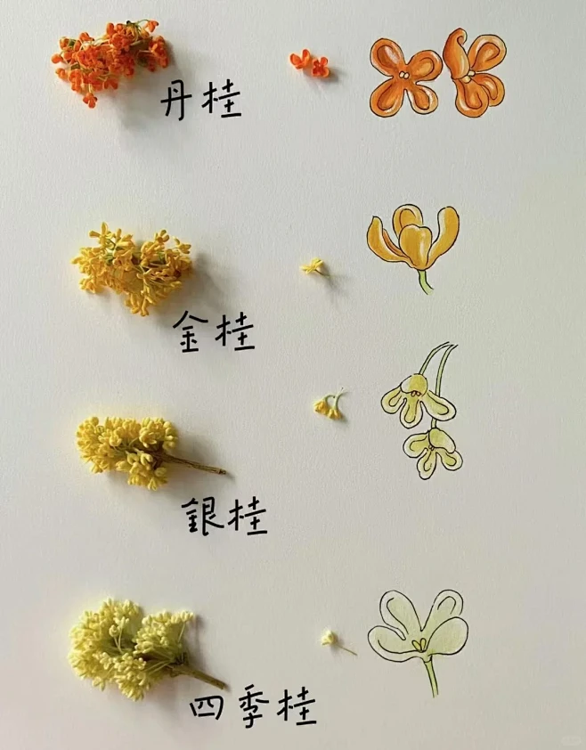 原来这片圆圆的树，是桂花树!! - 小红...