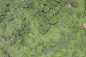 aerial ground terrain forest tree trees groundplants ground plants