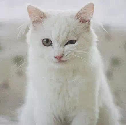 一只可爱可爱的小白猫，么么哒    这位...