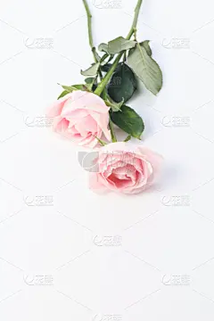 玫瑰,自然美,芳香的,贺卡,浪漫,蔷薇科,植物,背景,节日,礼物