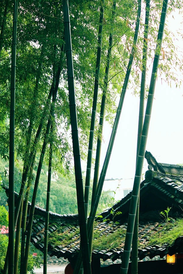 独坐幽篁里弹琴复长啸深林人不知明月来相照