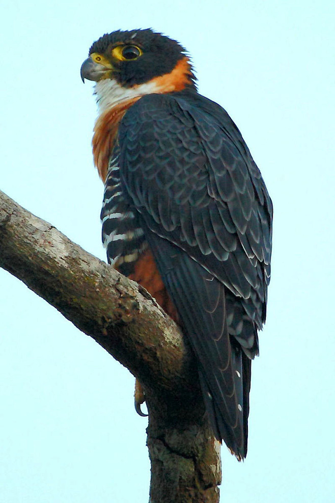 隼形目隼科隼属橙胸隼
