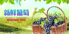 新鲜葡萄  - 源文件下载【酷图网】葡萄,阳光玫瑰,葡萄海报,葡萄上市,葡萄促销,葡萄广告,葡萄熟了,葡萄采摘,葡萄园,新鲜葡萄,葡萄详情页,淘宝葡萄,葡萄直通车,葡萄展板,葡萄素材,葡萄背景,水果店葡萄,吐鲁番葡萄,巨峰葡萄,夏黑葡萄,阳光玫瑰葡萄,晴王葡萄,黑提,红提,青提,马奶提