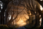 The Dark Hedges, Northern Ireland
photo via megan