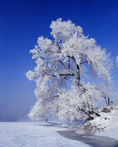 小白灵采集到雪中情