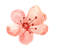 手绘水彩木棉花花卉植物透明背景免扣PNG图案 手账PS (16)