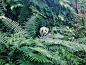 Pandas!
[September 2013/Sichuan, China] | Michelle Young | VSCO Grid® : London and Abroad