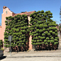 鸟人与鱼的微博_微博邻居家的树 | 美国旧金山摄影师 Kelsey McClellan ​​​​