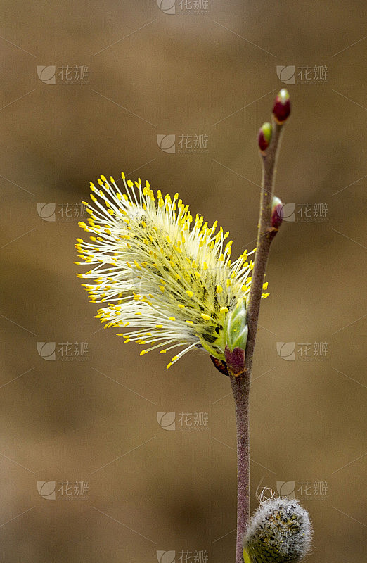 雄性柔荑花序