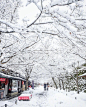 京都初雪 ​