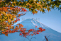 富士山,背景,天空,富士河口湖,日本,秋天,叶子,蓝色,白昼,雪图片素材下载-稿定素材