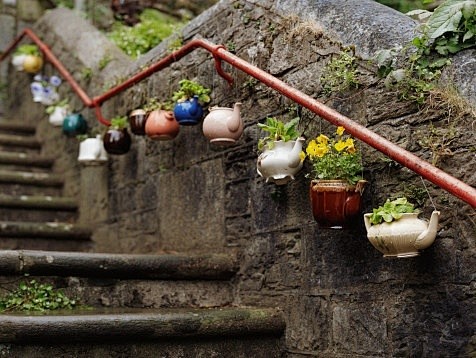 植物、植物 花园 多肉 盆栽、植物 多肉...