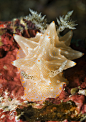 Lembeh Nudi Falls - Nudibranch