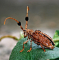 Longhorn beetle,