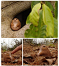标准土肥圆，一只土拔鼠的淡淡的忧桑。