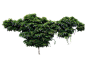 树, 花的, 花朵, 枝杈, 植物