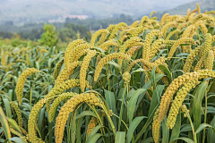 祭大人采集到田间地头