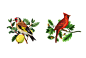 S&P Bird : Illustration X S&PClient X S&P