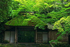 烟雨兰花采集到荷花（莲花）