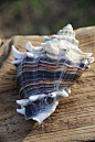 Male King's Crown conch