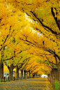 东京的街道两旁、花园和公园里生长着大约6.5万棵银杏树。照片呈现的银杏树隧道座落于明治神宫的外苑。