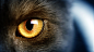 wild, дикие, желтые глаза, yellow eye, кошки, cat