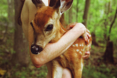 翻翻king采集到deer