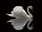 General 4000x3000 wildlife animals swan reflection birds _地产元素采下来 #率叶插件，让花瓣网更好用#