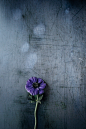 purple petaled flower on gray surface