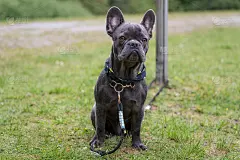 灰色的小可爱的法国斗牛犬与狗带在草地上。照片为动物爱好者，狗爱好者或背景。
