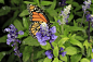 蝴蝶,仅一朵花,水平画幅,蜜蜂,雄蕊,布希曼族,植物茎,2015年,叶子,花粉