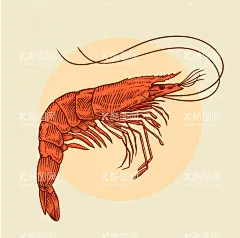 虾手绘  - 源文件下载【酷图网】虾,手绘,熟虾,虾仔,海报,其他