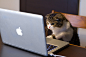 Macbook !、MacBook、apple、猫、宠物