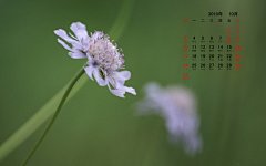 高清2010年10月花卉宽月历壁纸桌面壁纸4