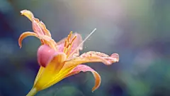 精美植物特写桌面壁纸桌面壁纸3