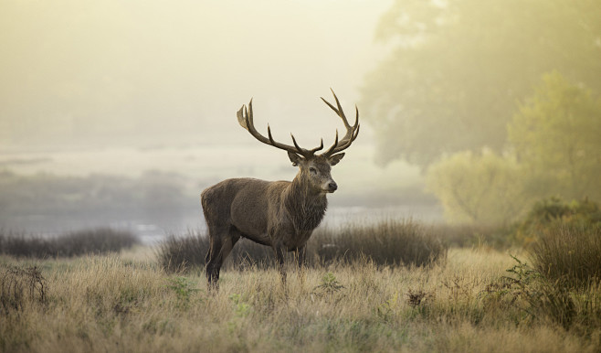 Deer stag! by Inguna...