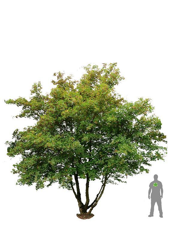 acer-campestre-felda...