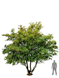 acer-campestre-feldahorn-s-f_flx026253f5dfa2dbdf6.png（900×1200）