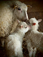 Little lambs