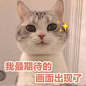 猫 ​​​​