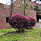Loropetalum chinense var. rubrum 红花檵木