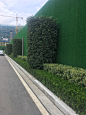 红叶石楠柱